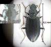 Bembidion complanatum